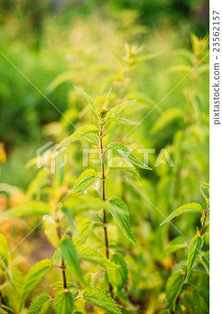 The Twigs Of Wild Nettle, Stinging Nettle Or 23562157