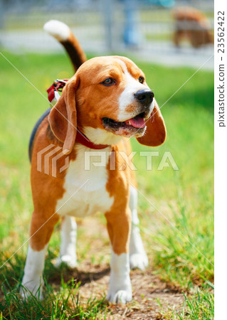 Beagle On Meadow - Pedigree Dog 23562422