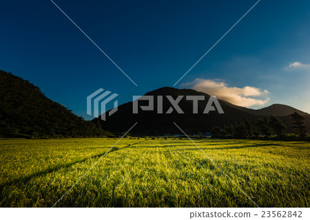稻田，日出，風景，沖繩島。 23562842