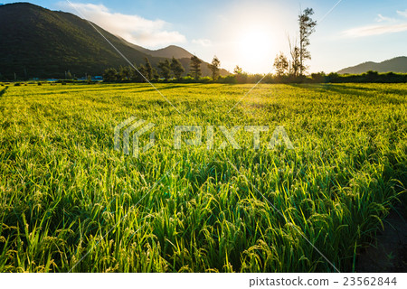 稻田，日出，風景，沖繩島。 23562844