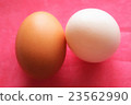 An egg 23562990