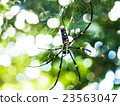 English spider _ 003 23563047