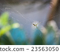 English spider _006 23563050