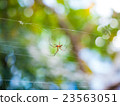 Red spider 23563051