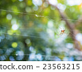 Red spider 23563215