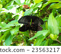 Mating of butterflies 23563217
