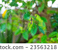 English spider _006 23563218