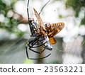 Predatory cicada _ 002 23563221