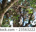 English spider _ 007 23563222