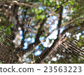 English spider _008 23563223