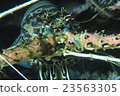 Goby shrimp 23563305