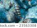 Metallic shrimp gobby 23563308