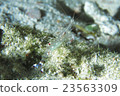 Sorghum Common Prawn 23563309