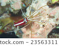 White bearded red shrimp 23563311