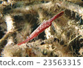 Togari shrimp 23563315