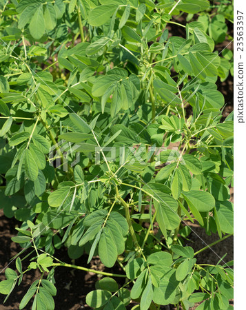 Ebisugusa herbal medicinal herbs 23563397