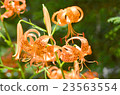  Lily 23563554