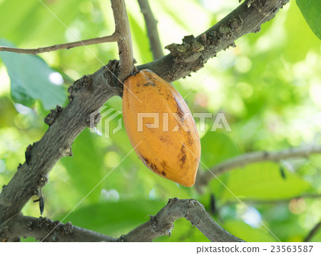 Cacao fruit 23563587