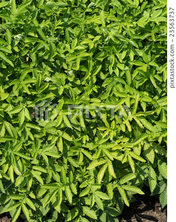 Kinnizu Hiki Kinnizu Hiki 23563737