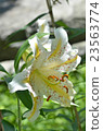  Wild lily 23563774
