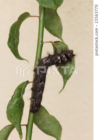 A larva of Kalehaga that eats plum leaves. 01 23563778