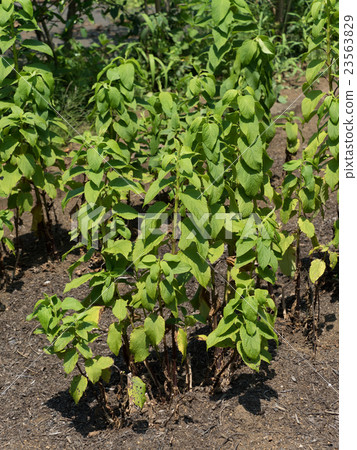 Genshin herb 23563829