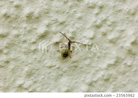 Hozo Hari bug (4th instar larva) 02 23563982
