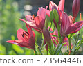 Sky Lily Carmine Diamond 23564446
