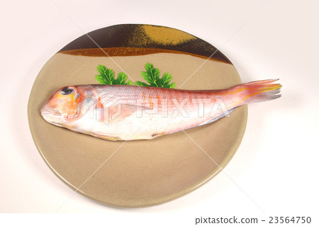 Amadai Amadai 23564750