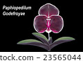 orchid 23565044