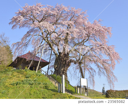 Fudo櫻花 Fudo櫻花 23565082