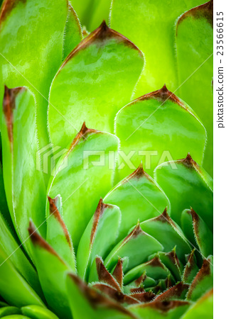 圖庫照片: sempervivum plant during flowering