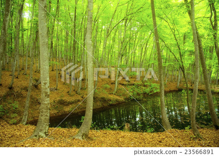 Fresh green beautiful forest Fresh green beautiful forest 23566891