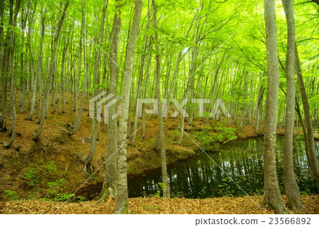 Fresh green beautiful forest Fresh green beautiful forest 23566892
