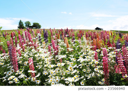  Lupine 23566940