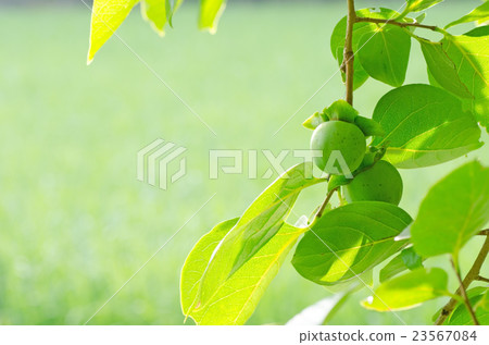 Blue persimmon copy space Blue persimmon copy space 23567084