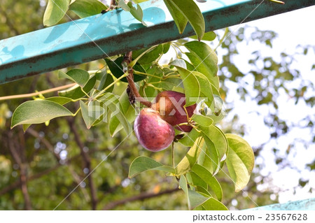 Mube的水果 23567628