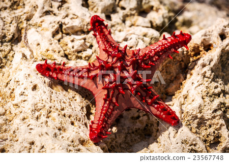 Starfish in Africa Starfish in Africa 23567748