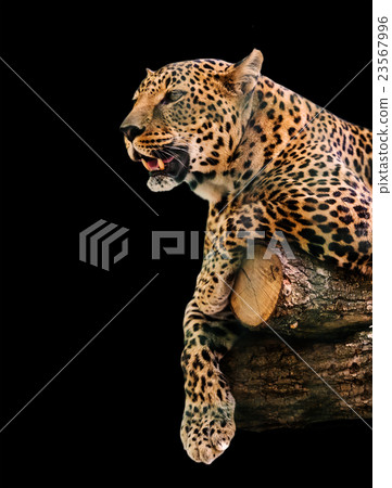 animal portrait leopard 23567996