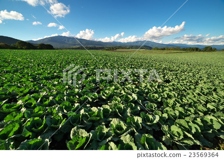 Tsumagoi cabbage field 23569364