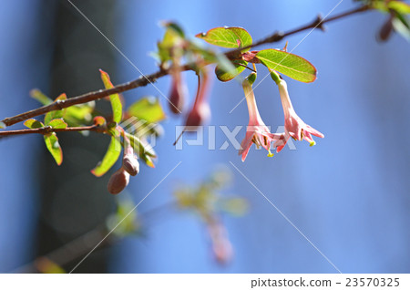 Ugisu Kagura (Yoga Kagura) 23570325