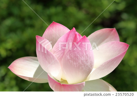 蓮花在夏天 蓮花在夏天 23570520