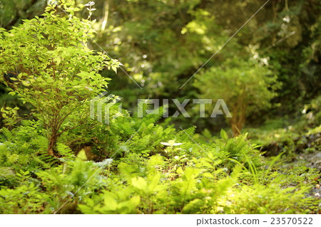 一個綠色的花園 23570522