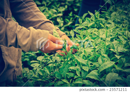 Collecting tea leaves. 23571211