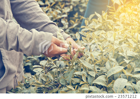 Collecting tea leaves. 23571212