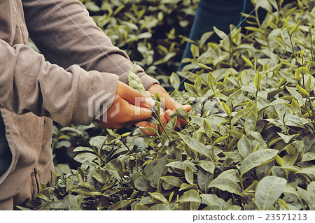 Collecting tea leaves. 23571213