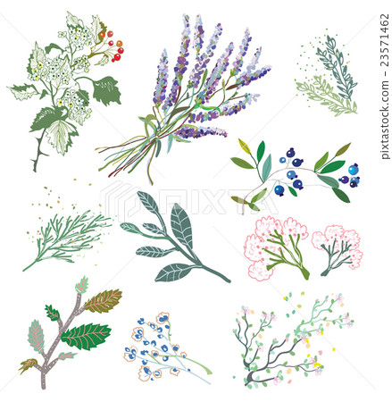 Herbs and plants for herbal medicine. 23571462