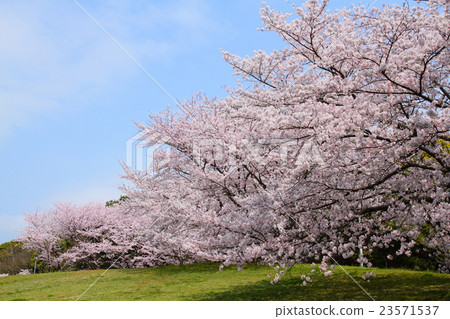 櫻花在永恆的公園 櫻花在永恆的公園 23571537