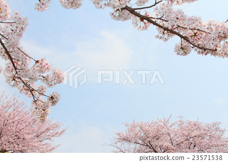 櫻花和天空3 櫻花和天空3 23571538