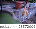 The moonlight of the next morning in full bloom 23572004